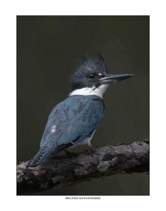 _1SB0040 belted kingfisher a11x14.jpg